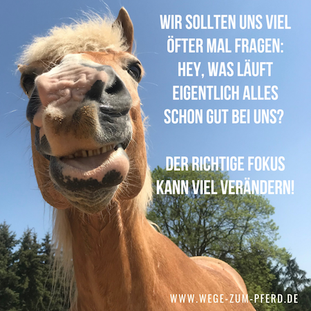 Positiver Fokus auch beim Reiten!